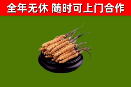 红旗区回收冬虫夏草