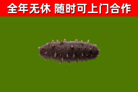 红旗区回收海参干